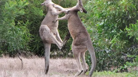 CLIP: Màn đấu võ đỉnh cao của hai chú chuột túi