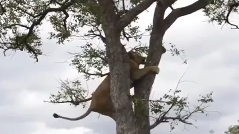 CLIP: Bị đàn linh cẩu truy sát, sư tử sợ hãi trốn lên cây nhưng sau đó chúa tể đồng cỏ lại làm ra hành động khiến kẻ thù khiếp vía