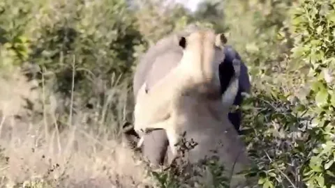 CLIP: Liều mạng đi săn voi, sư tử nhận bài học nhớ đời