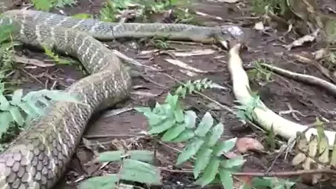 CLIP: Vội vã lao vào tấn công hổ mang chúa, rắn hổ mang Java bị đối thủ hạ gục trong tích tắc