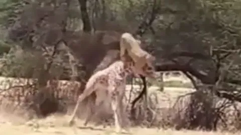 CLIP: Sư tử phi thân, hạ gục hươu cao cổ trong tích tắc