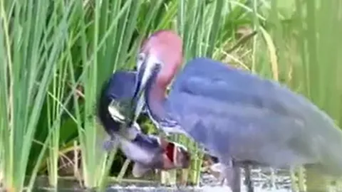 CLIP: Chim diệc 'tung chiêu độc', tóm gọn cá trên trong vòng '1 nốt nhạc'