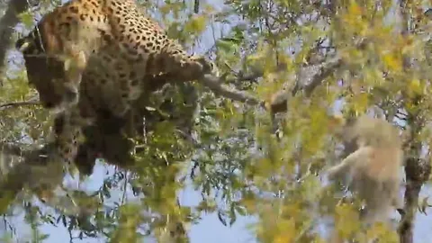 CLIP: Trèo cây bắt khỉ, báo đốm nhận cái kết đáng quên