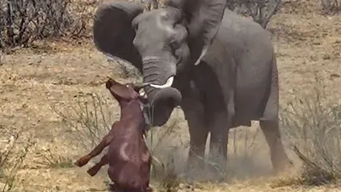 CLIP: Trâu rừng chết thảm khi bị voi tấn công dã man