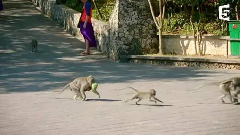 CLIP: Khỉ “đạo chích” chôm đồ như nghề, đòi quà mới trả lại