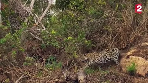 CLIP: Báo đốm hạ gục cá sấu Caiman chỉ trong tích tắc