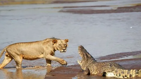 CLIP: Cuộc ác chiến nảy lửa giữa cá sấu và bầy sư tử trên dòng sông cạn