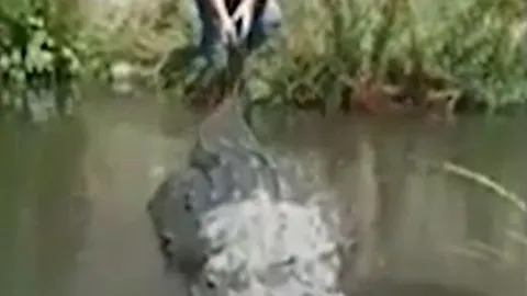 CLIP: Liều lĩnh kéo đuôi cá sấu khổng lồ, người đàn ông suýt phải bỏ mạng