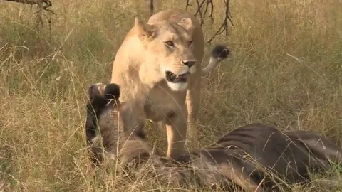 CLIP: Chiến thuật mai phục tinh tế, sư tử bắt gọn linh dương đầu bò dễ dàng