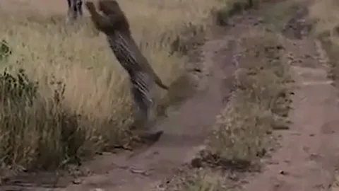 CLIP: Báo đốm phi thân, tóm gọn chim trong tích tắc