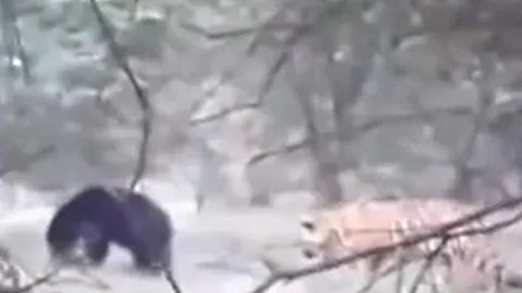 CLIP: Lớn mật đi săn gấu, hổ từ kẻ đi săn biến thành con mồi