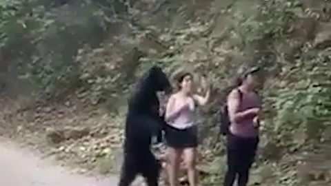 CLIP: Đi dạo vô tình đụng độ gấu đen, người phụ nữ làm ra hành động gây 'sốc'