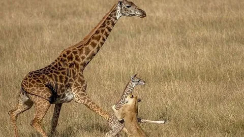 CLIP: Vừa chào đời, hươu cao cổ con đã bị bầy sư tử hạ sát dã man