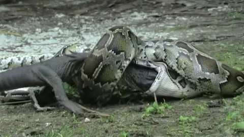 CLIP: Đụng độ trăn Miến Điện khổng lồ, sát thủ đầm lầy bị kẻ thù nuốt trọn