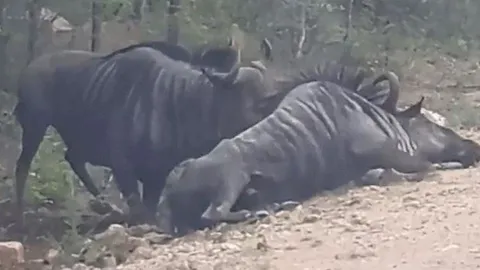 CLIP: Thấy đồng loại nằm bất động, linh dương đầu bò lao lại sơ cứu rồi nhận cái kết mãn nguyện