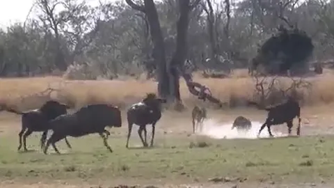 CLIP: 'Đi nhầm' vào địa bàn của linh dương đầu bò, báo săn bị đuổi cho chạy 'té khói'