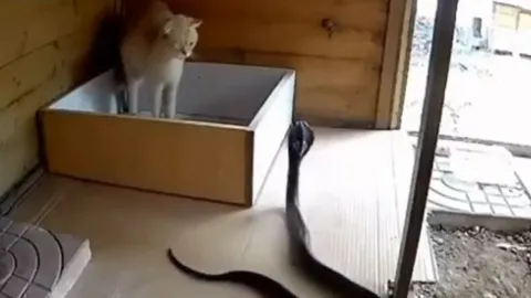 CLIP: Chủ động tấn công mèo, rắn hổ mang đất bị đối thủ tát cho không trượt phát nào