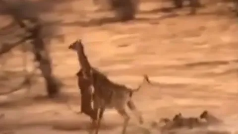 CLIP: Đi săn hươu cao cổ, sư tử bị đạp cho vỡ mặt