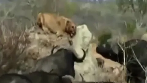 CLIP: Rơi vào vòng vây của đàn trâu rừng, sư tử bị giày xéo đến chết