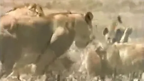 CLIP: 'Lớn mật' giành mồi của sư tử, linh cẩu nhận ngay bài học nhớ đời