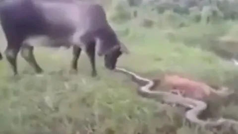 CLIP: Thấy bê bị trăn siết chết, bò mẹ nổi điên liên tục dẫm đạp loài bò sát để trả thù cho con