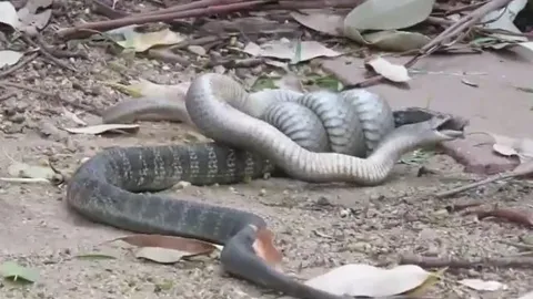 CLIP: Đụng độ rắn nâu, rắn hổ mang bị kẻ thù cắn nát đầu