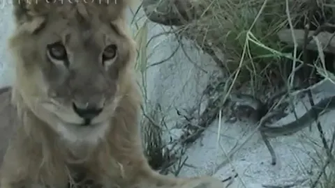 CLIP: Đụng độ rắn mamba đen, sư tử nhận cái kết bi thảm