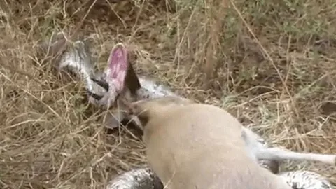 CLIP: Tham lam nuốt linh dương, trăn đá bị sừng con mồi đâm thủng họng