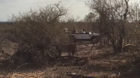 CLIP: Sư tử đực đơn độc bị bầy linh cẩu vây hãm khi không còn ở thời kỳ đỉnh cao