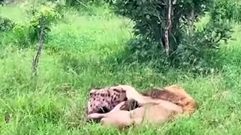 CLIP: Bị sư tử ngoạm chặt cổ, linh cẩu vẫn có màn thoát thân siêu ngầu