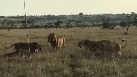 CLIP: Đàn sư tử cái hợp sức, đánh đuổi sư tử đực vì tội xâm phạm lãnh thổ