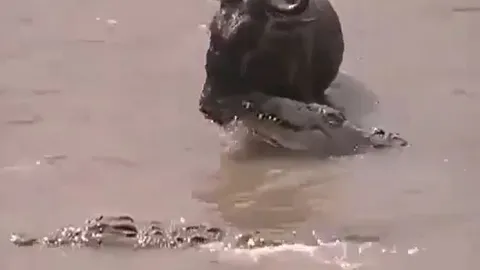 CLIP: Bị đàn cá sấu vây hãm, linh dương đầu bò vẫn có màn 'lội ngược dòng' khó tin