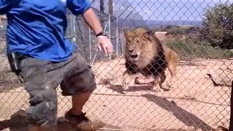 CLIP: Cho sư tử ăn, người quản thú bất ngờ bị chúa sơn lâm tấn công và cái kết 'thót tim'