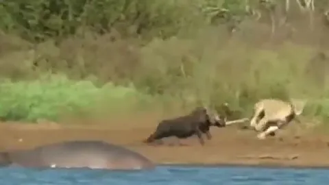 CLIP: Đang tắm bùn, lợn bướu bị sư tử truy sát và cái kết