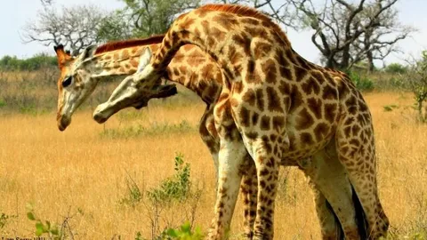 CLIP: Hươu cao cổ tử nạn khi đại chiến 'thiết đầu công' với đồng loại