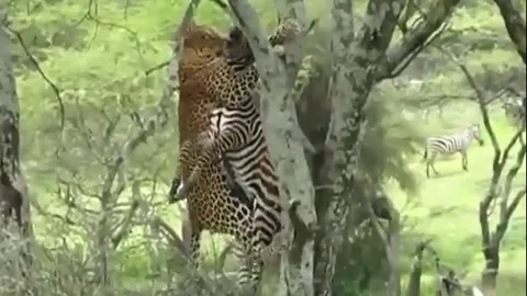 CLIP: Rình rập đỉnh cao, báo hoa mai hạ sát ngựa vằn trong chớp mắt