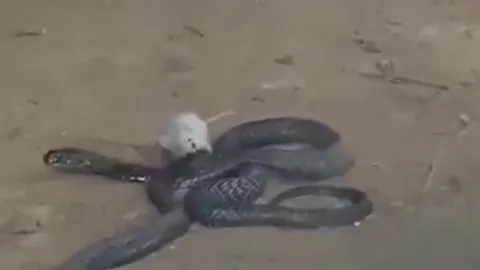 CLIP: Đụng độ 2 con hổ mang chúa, chuột bạch hung hăng cắn rắn độc và cái kết ngược đời