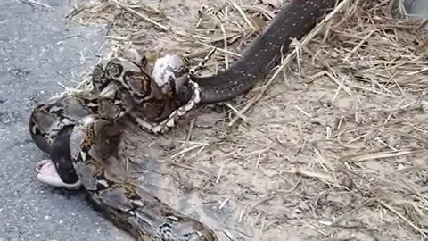 CLIP: Mãn nhãn trước màn tử chiến gay cấn của rắn hổ mang chúa và trăn gấm