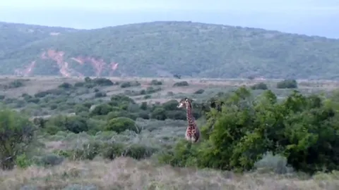 CLIP: Sư tử hạ gục hươu cao cổ non chỉ trong tích tắc