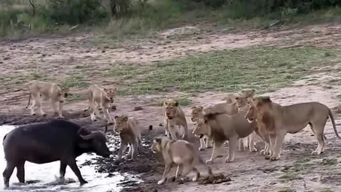 CLIP: Bị sư tử tấn công, trâu rừng liền dùng kế 'thủy chiến' khiến kẻ địch rút lui