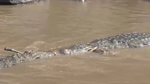 CLIP: Đàn cá sấu hợp sức hạ gục và xé xác ngựa vằn non