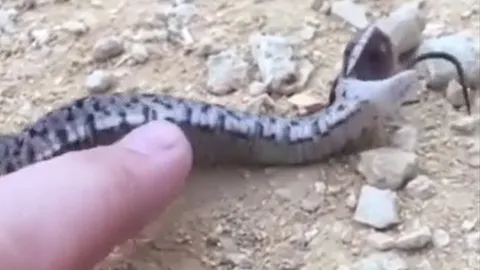 CLIP: 'Tan chảy' trước khoảng khắc giả chết của rắn mũi hếch hognose