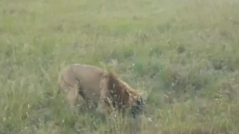 CLIP: Sư tử đực liều lĩnh săn nhím và cái kết bất ngờ