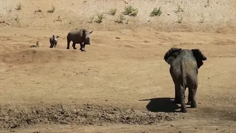 CLIP: Tê giác mẹ dũng cảm tấn công voi để bảo vệ con non