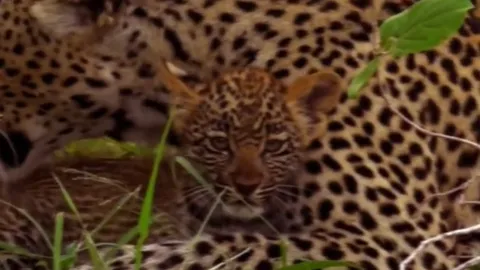 CLIP: Báo con bị trăn sát hại khi mẹ đi săn