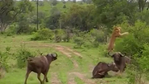 CLIP: Đi săn trâu rừng, sư tử bị đồng loại của con mồi 'hành' cho nhừ tử