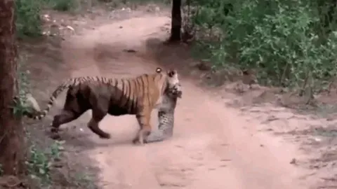 CLIP: Hổ tung đòn, hạ gục báo đốm rồi lôi đi trước mặt du khách