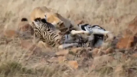 CLIP: Một phút lơ là, ngựa vằn mất mạng dưới móng vuốt tử thần