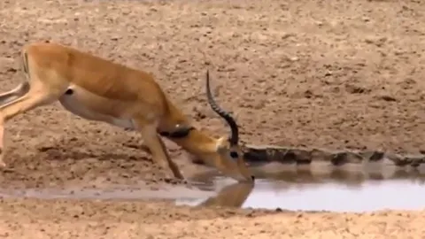 CLIP: Linh dương Impala bỏ mạng oan uổng vì "vũ khí" sắc bén của chính mình