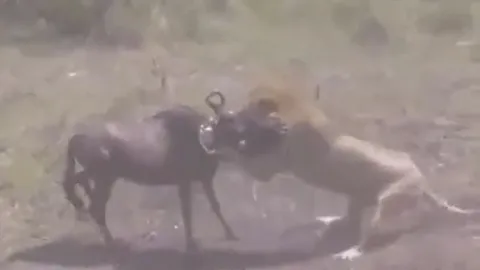 CLIP: Sư tử mai phục tài tình, tóm gọn linh dương đầu bò trong tích tắc